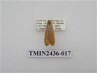 藏品(黃緣苔蛾)的圖片